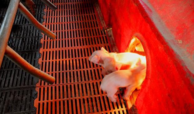 仔猪腹泻拉绿色稀便,治疗仔猪腹泻的土方法