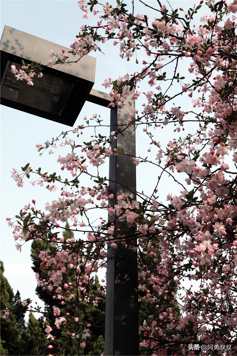 全国百强高中苏州有几个,苏州实验中学科技城校区