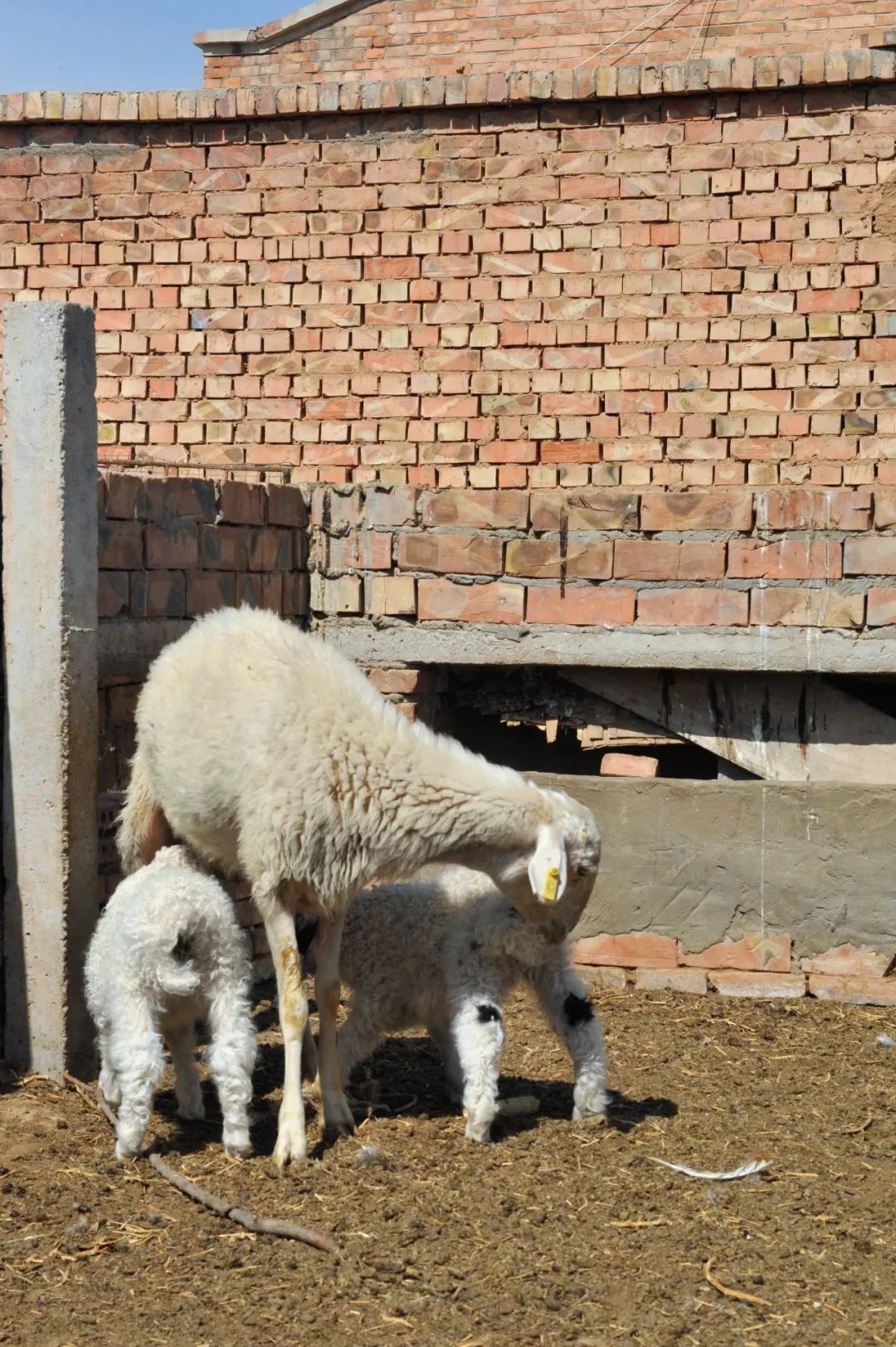 内蒙羊肉与盐池滩羊肉,新疆羊肉和盐池滩羊肉