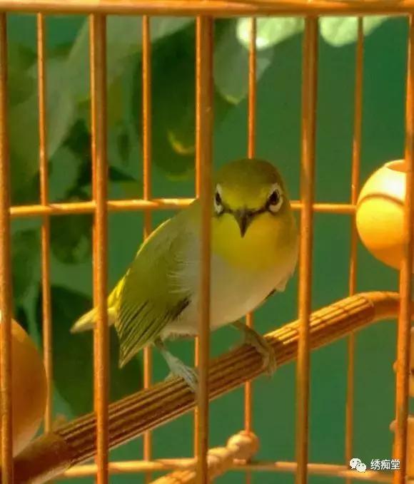 桃花季早鸟,桃花绣眼鸟多久开叫