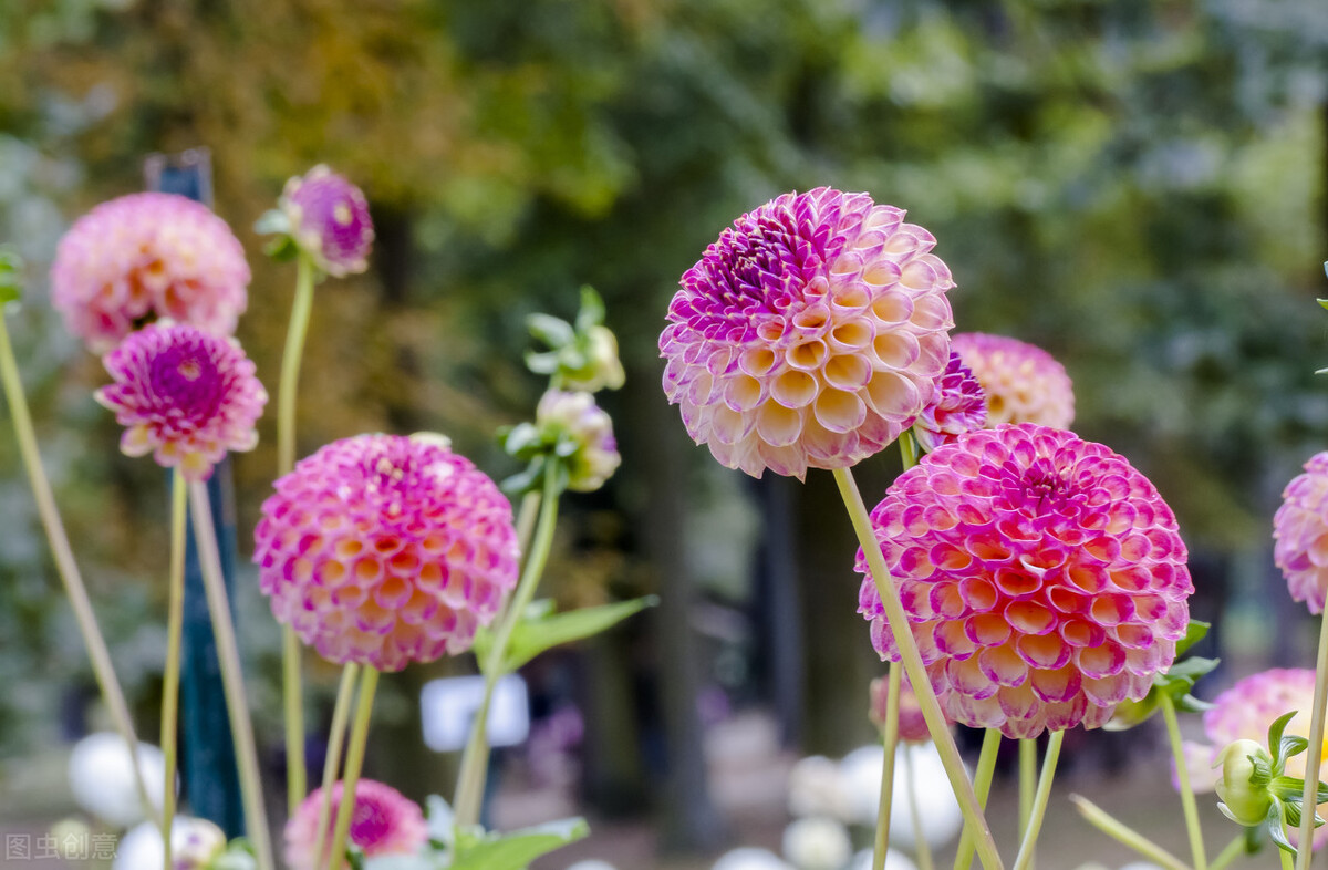 那些令人赞叹的庭院花卉,5种庭院生活方式的花卉