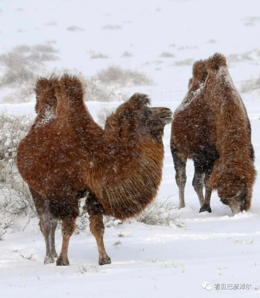 戈壁红驼，乌拉特草原上的珍珠