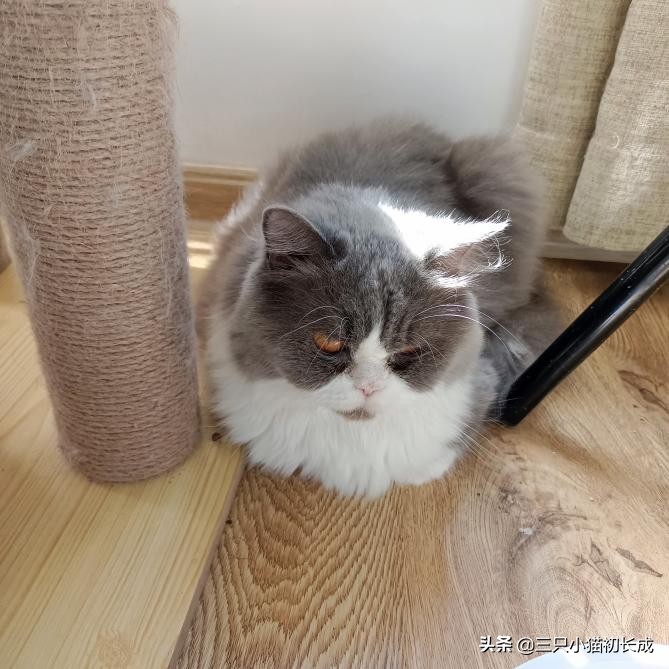 猫癣不治疗特别吓人,猫癣可怕不