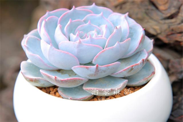 多肉蓝石莲怎么养更漂亮,多肉品种蓝石莲怎么养好