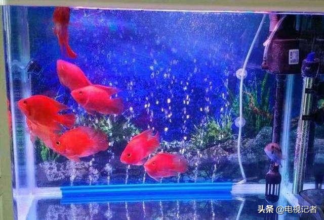 老鱼和小鱼作品,老鱼和小鱼的区别