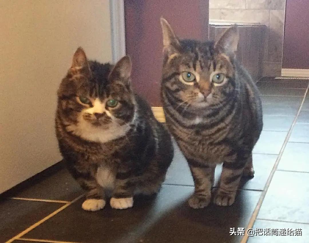 猫兄妹可爱视频,矮脚猫兄妹