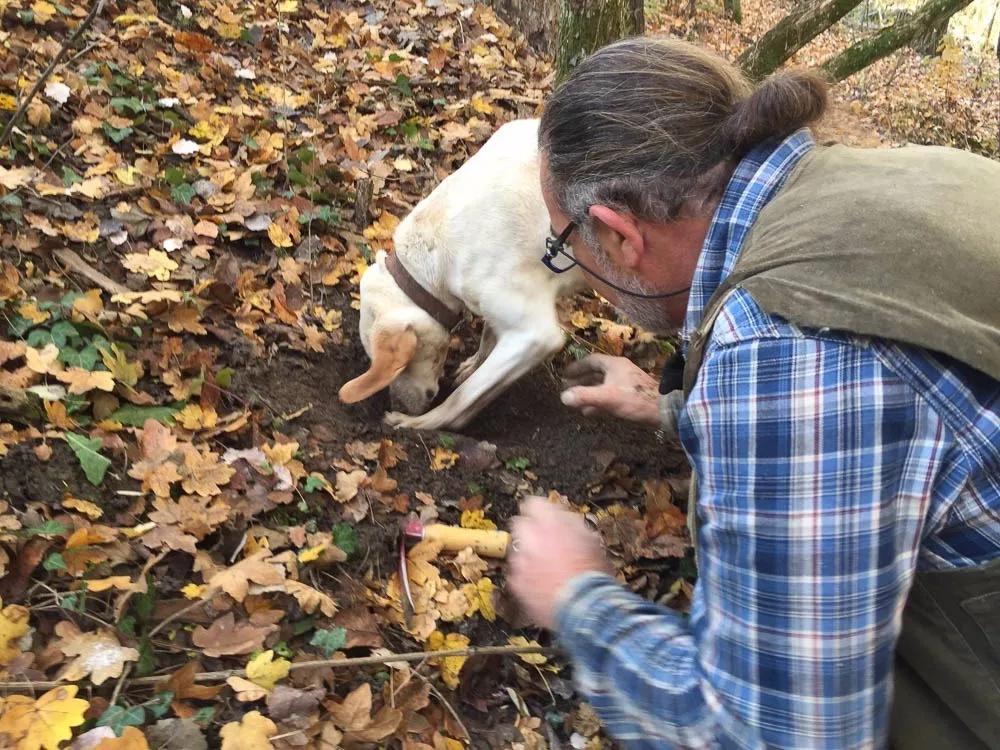 顶级松露价格多少钱一斤,松露价格不菲