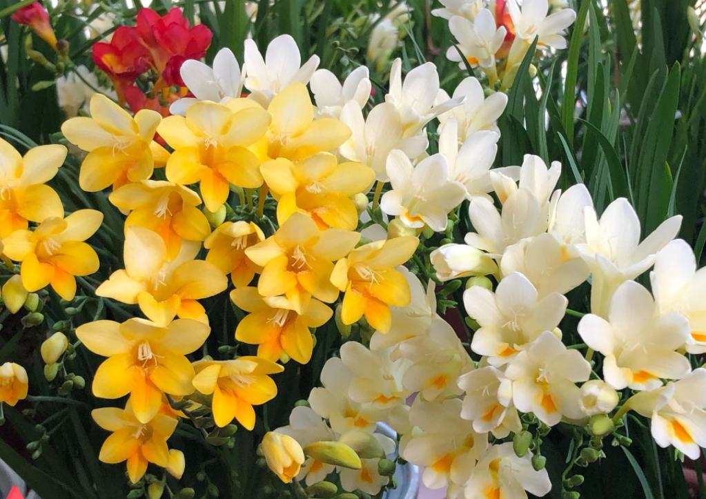 5种花香香水,哪种香水花最好最好闻