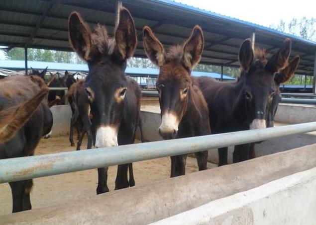 养殖毛驴的前景如何,毛驴养殖条件是什么