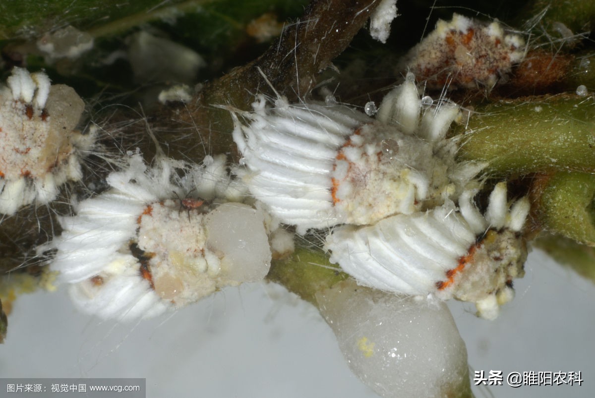 防治介壳虫用什么农药,介壳虫消灭特效药