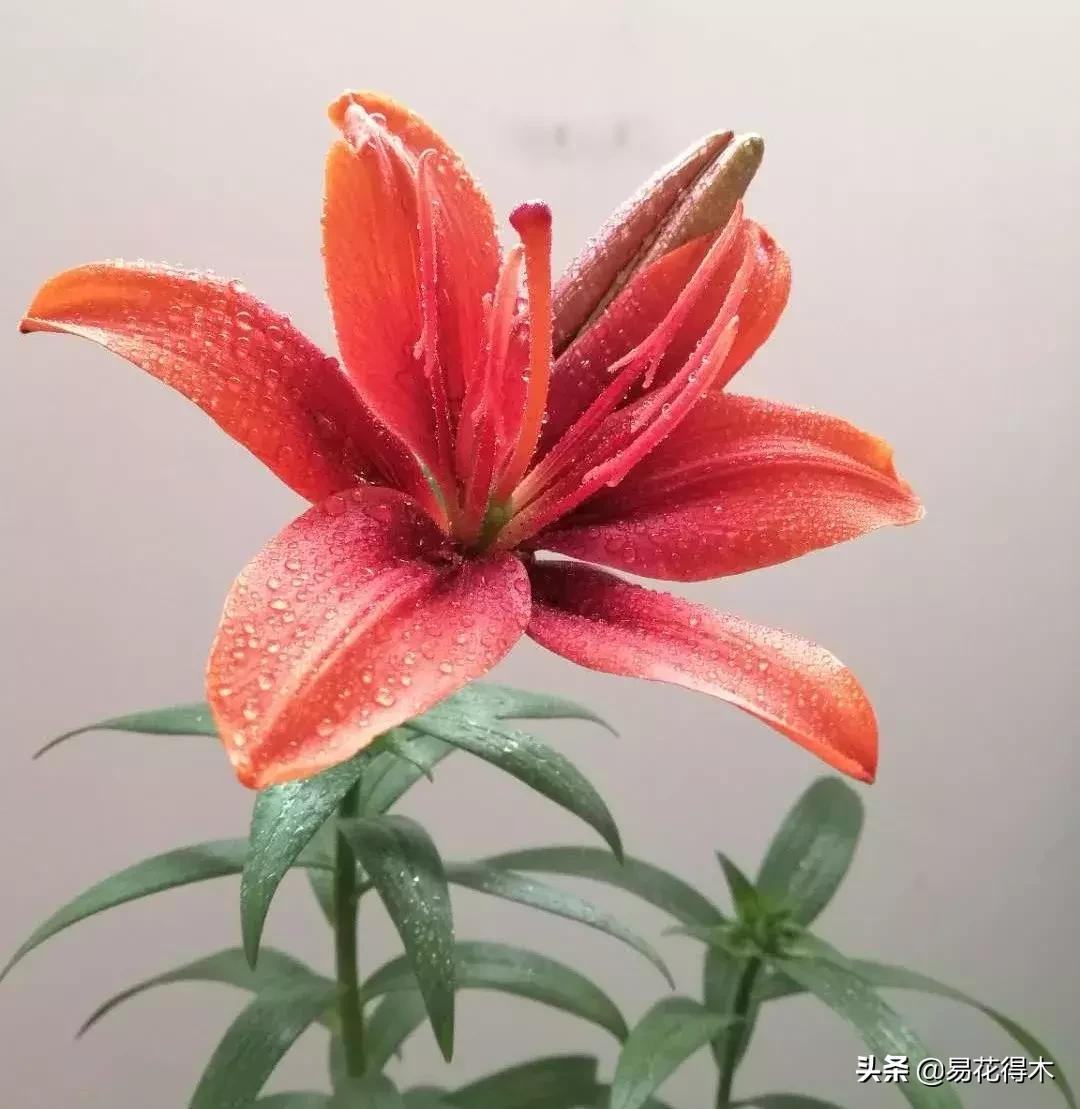 百合花开花后怎么留种球,百合花开花后晒太阳吗