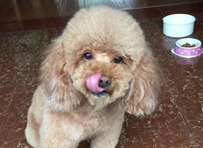 泰迪半岁突然鼻头褪色怎么回事,泰迪鼻子上面的毛褪色怎么回事