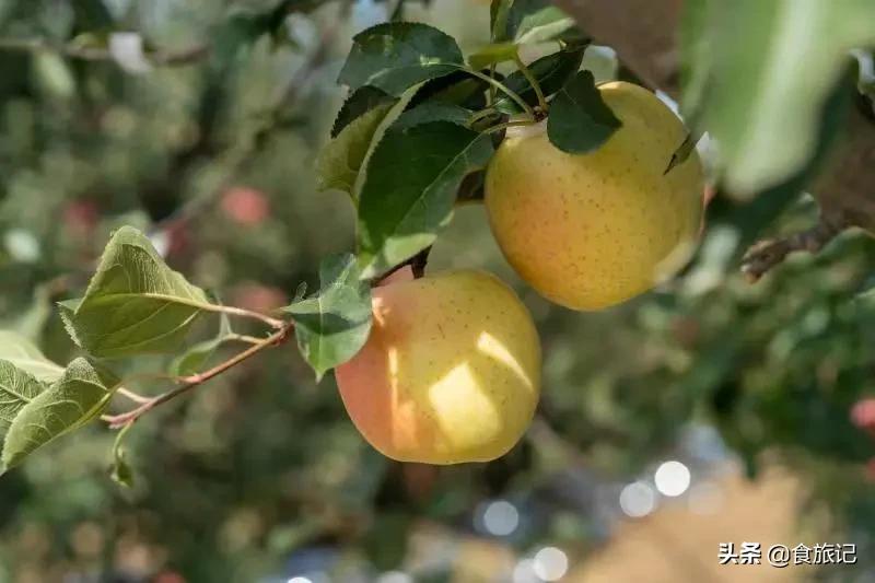酥脆多汁甘甜无酸的红肉苹果,日本正宗的红富士苹果