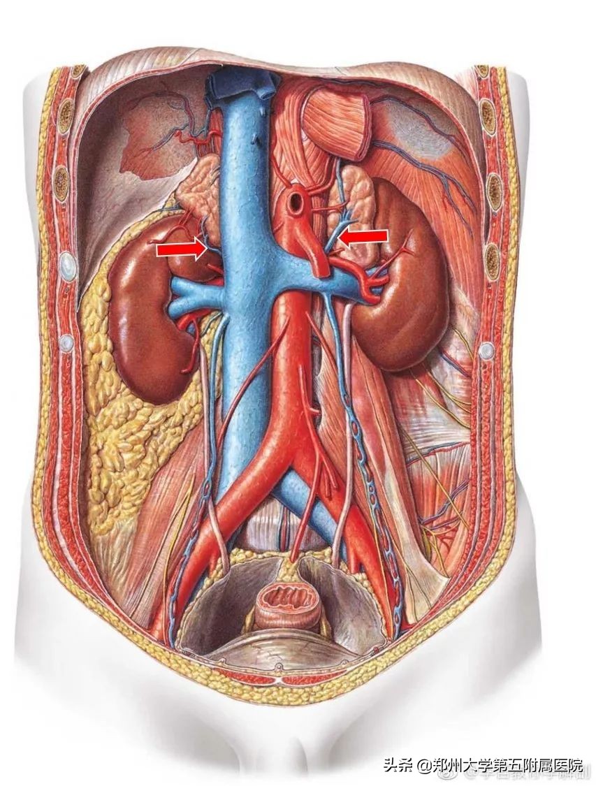 郑州大学五附院成功开展3例肾上腺静脉取血术