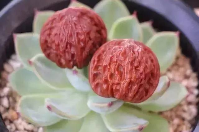 顶级包浆步骤,刷包浆的最佳方法