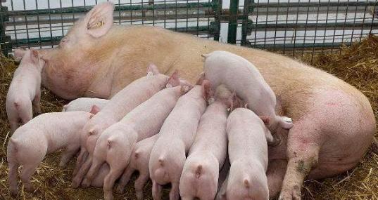 小猪死在圈舍了怎么处理,断奶小猪整窝发病死亡