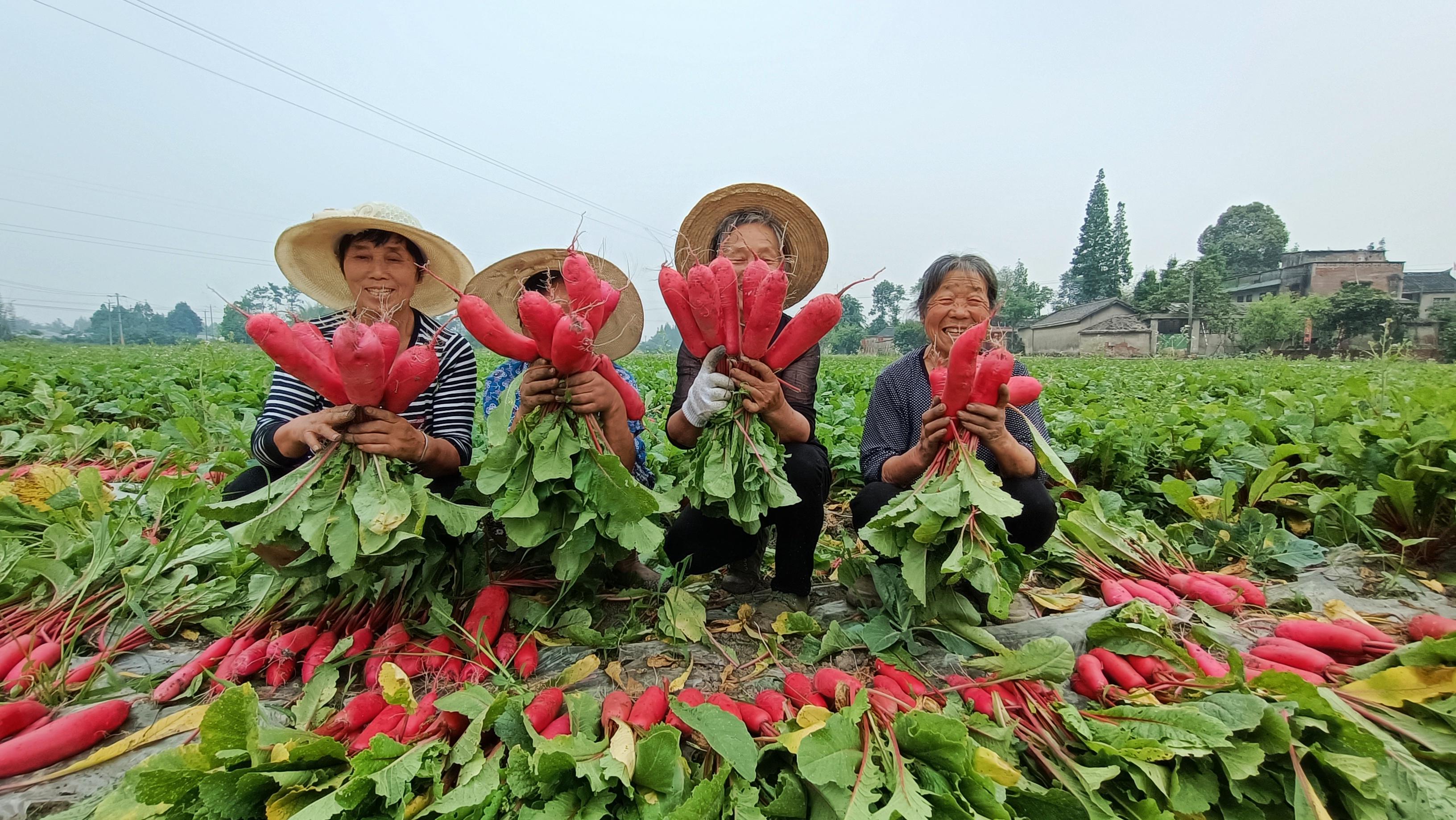 蔬菜酵素发酵技术,水果发酵的酵素对农作物有什么用