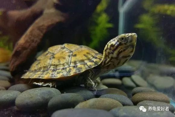 怎么培养龟的雄性,12公分的北美龟不凶怎么弄