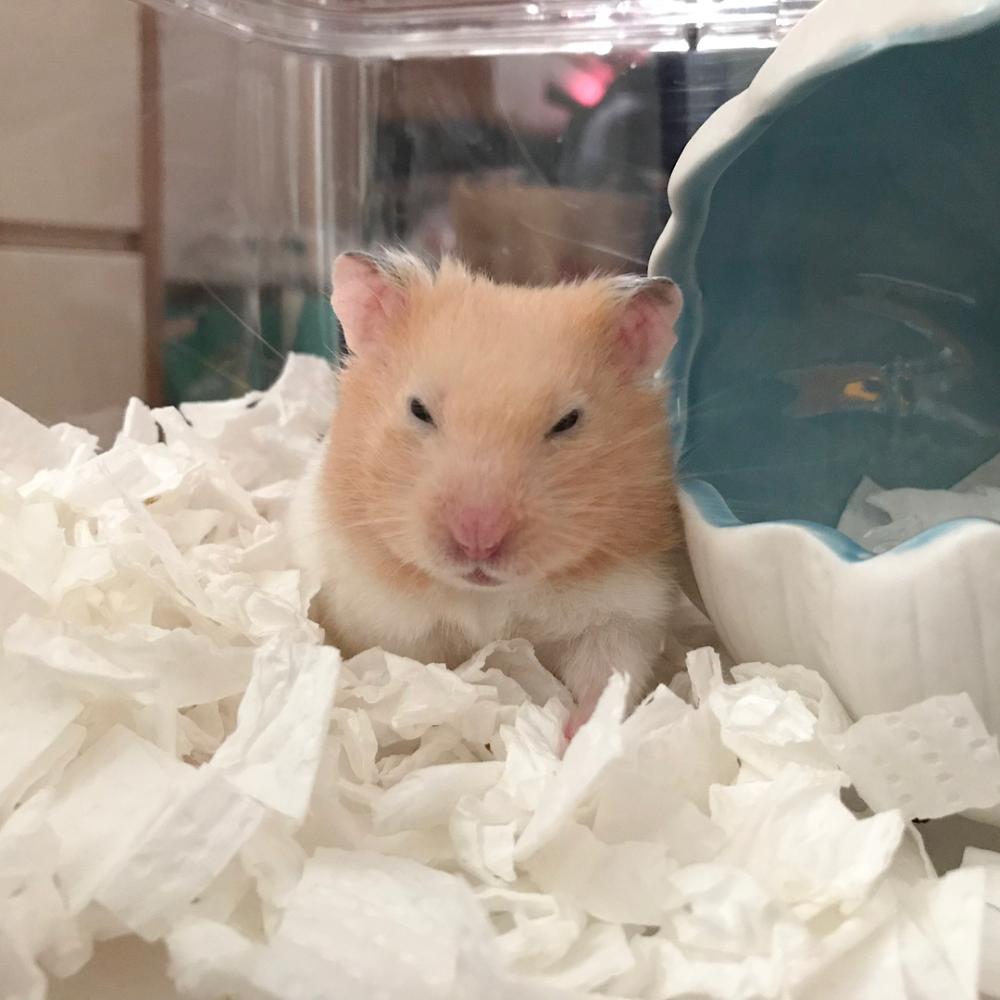 仓鼠老年期注意哪些事项,家养小仓鼠的严重后果