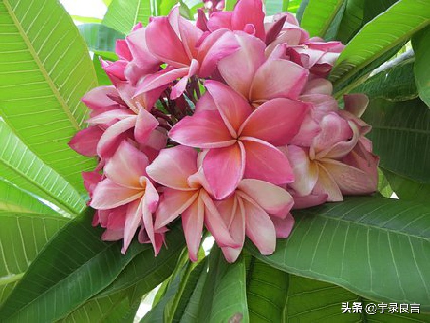 心情语录人生感悟句子短句,心情语录人生感悟简短语句