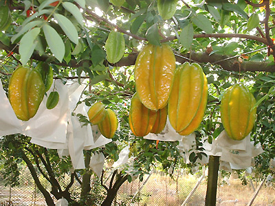 杨桃树种植技术管理,杨桃果树的栽培技巧