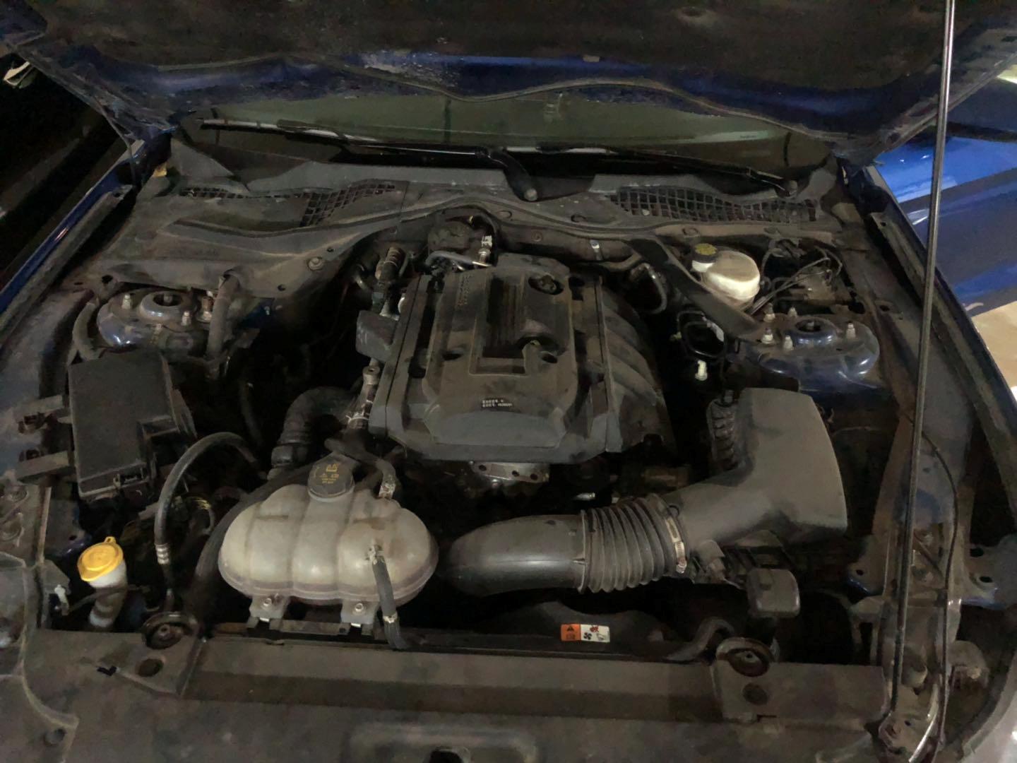 野马还是野驴,野马2.3t小野驴