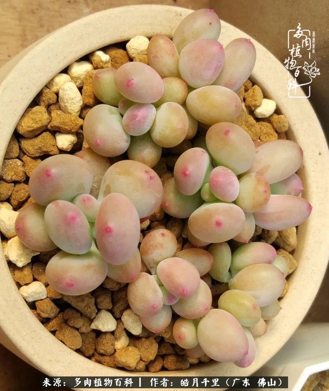 多肉娇气养不活多肉的10个秘密,养多肉是件很治愈的事情