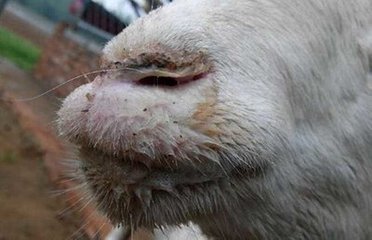 羊口疮怎么防治最有效,羊口疮快速治疗方法