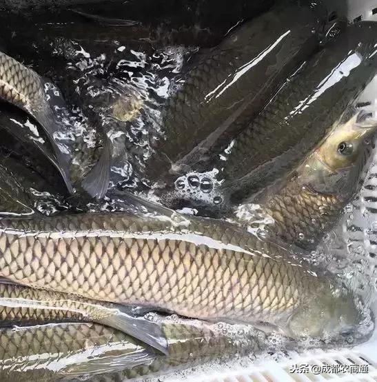 草鱼养殖主要要点,草鱼养殖技术要点