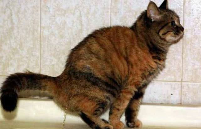 一向爱干净的猫突然不讲究了！随地大小便！了解这些就能立马解决