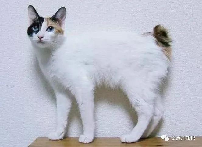 世界上最可爱温柔的猫排名前十名,哪种猫不掉毛又好养还温顺好养