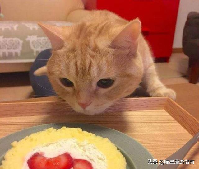 铲屎官想偷吃点零食也太难了吧,铲屎官日常被撒狗粮