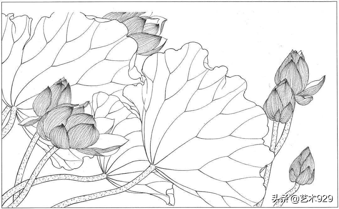 余稚荷花蜻蜓图高清白描底稿,白描荷花勾线方法讲解视频