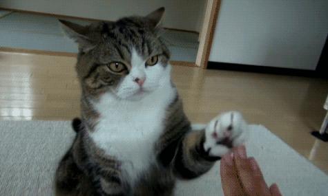 猫咪没有发情，为什么喜欢在家里乱尿？这7个原因很容易被忽视