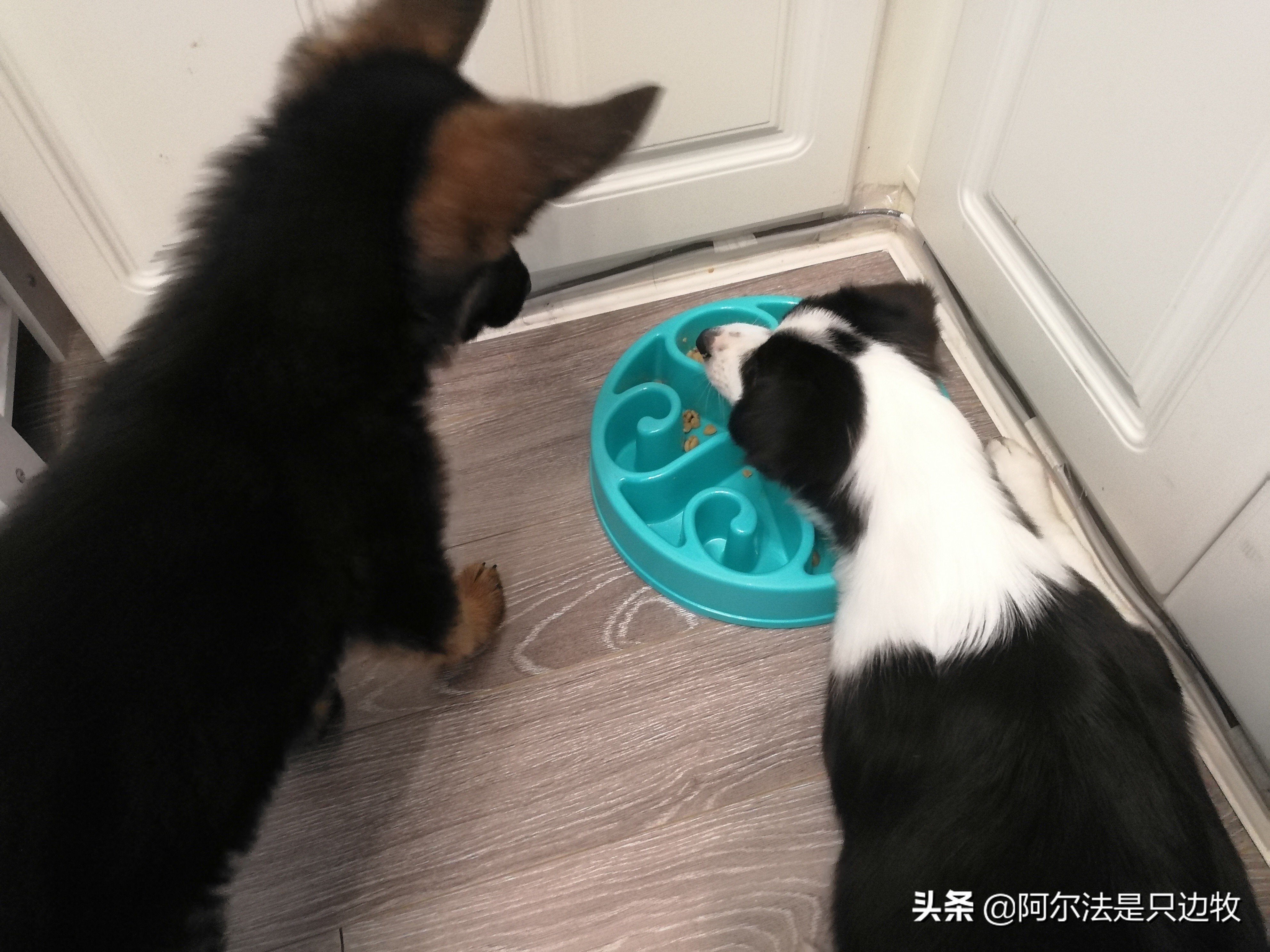 几乎每个狗狗都吃过屎?狗吃屎的原因是什么,如何才能解决