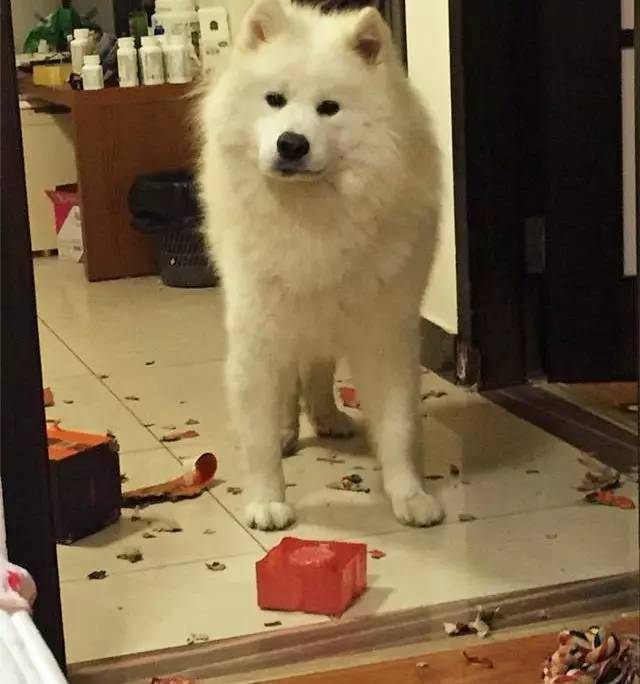 别再说笼养狗狗不好了,小恶魔萨摩耶