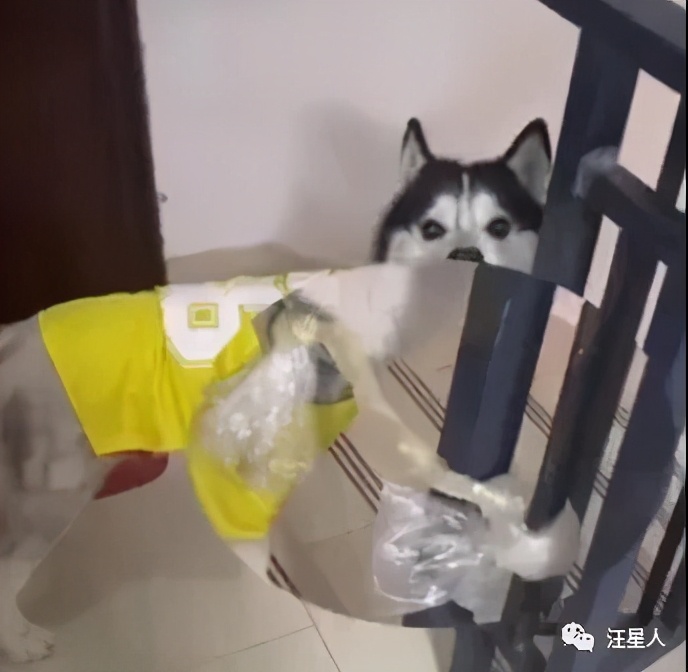 哈士奇走丢事件,哈士奇离家出走后被囚禁