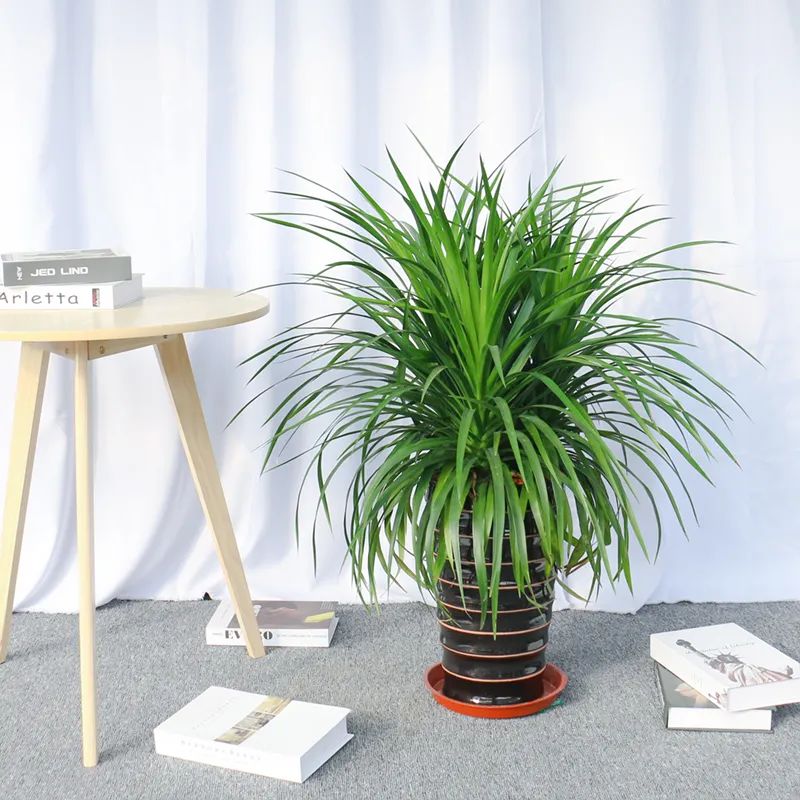 龙须树步步高升,龙须树好运