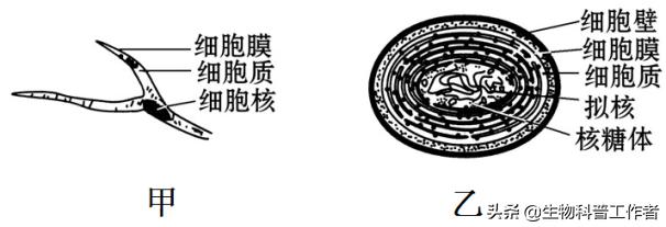 易错点2 原核生物和真核生物的判断