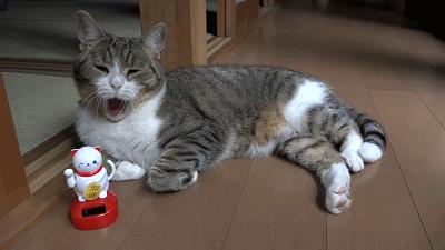 流浪猫遇到被遗弃的玩具熊,宠物猫被遗弃有野外生存能力吗