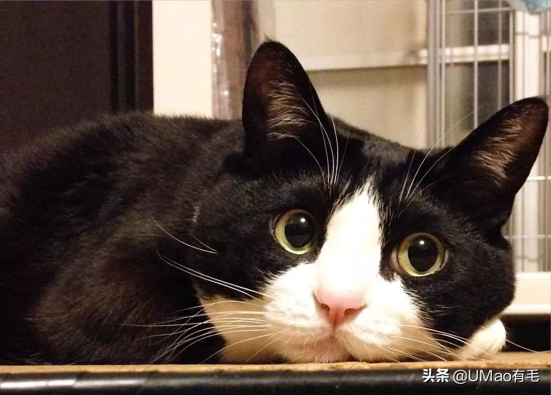 胖橘猫和黑猫,橘猫黑猫白猫哪个最可爱