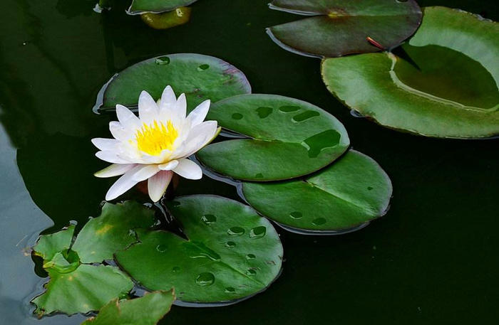 水培睡莲浮起来怎么办,水培睡莲干叶怎么回事