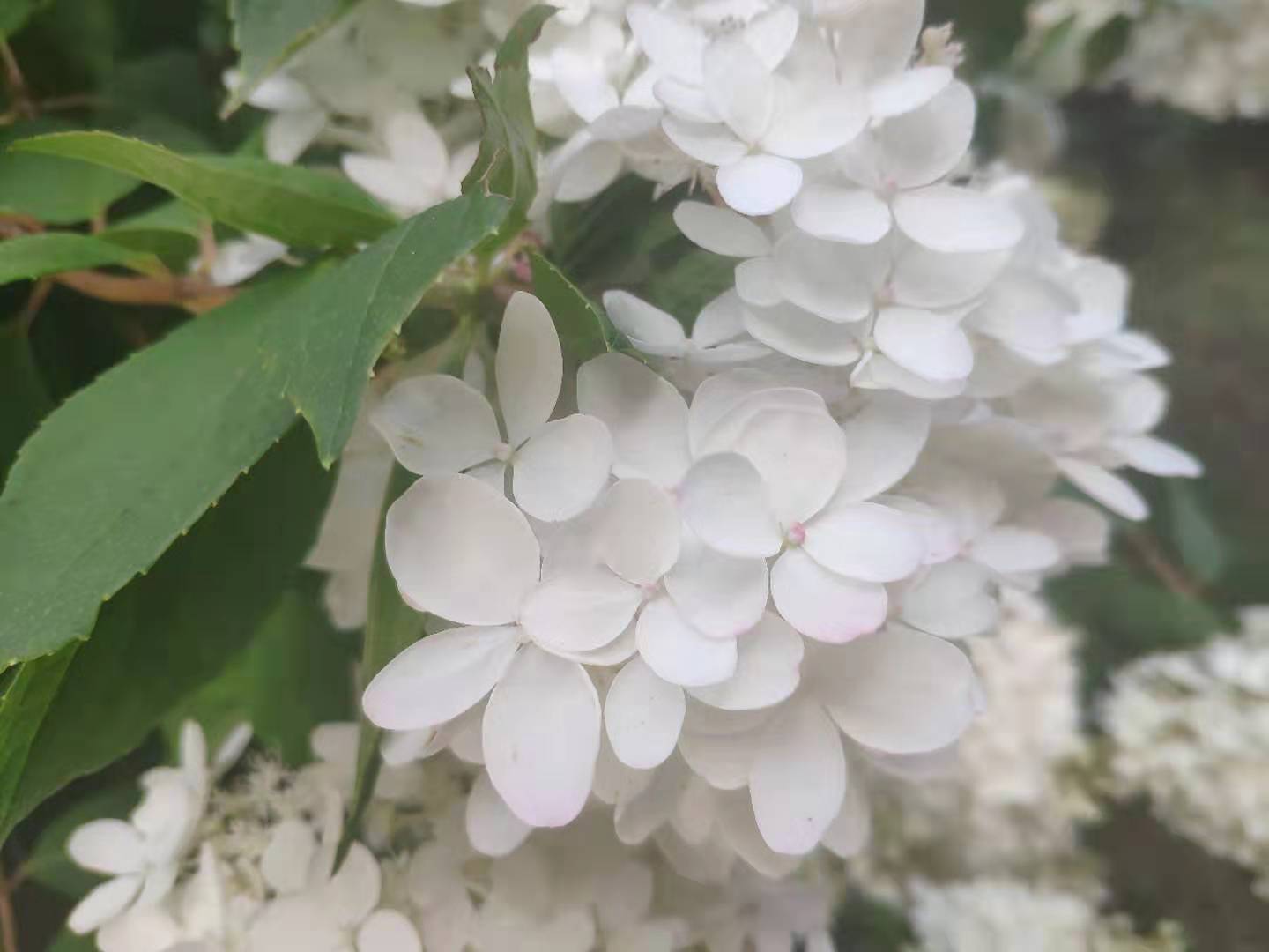 公园里的一树白色小花,簇拥在一起像绣球,味道很清香