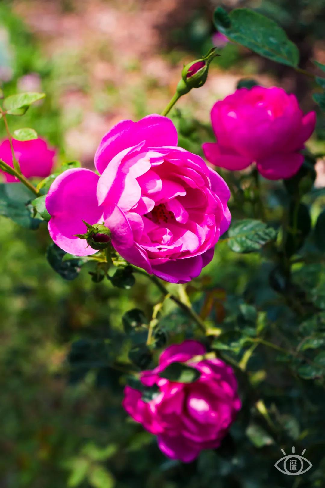 重庆轨道3号线,贵阳地铁3号线