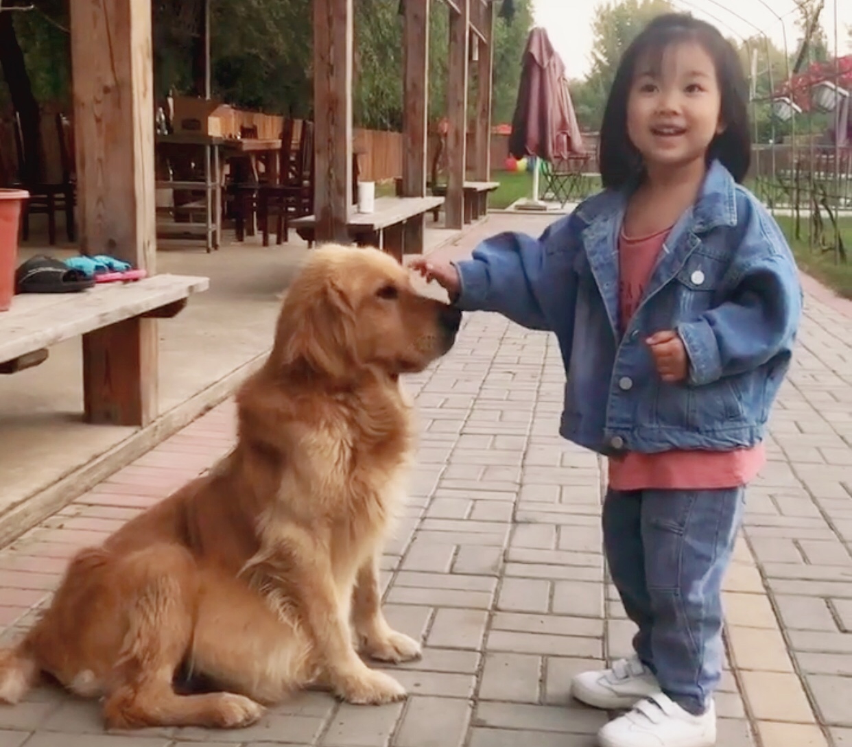 金毛大肚腹水后续,金毛腹水能活多久