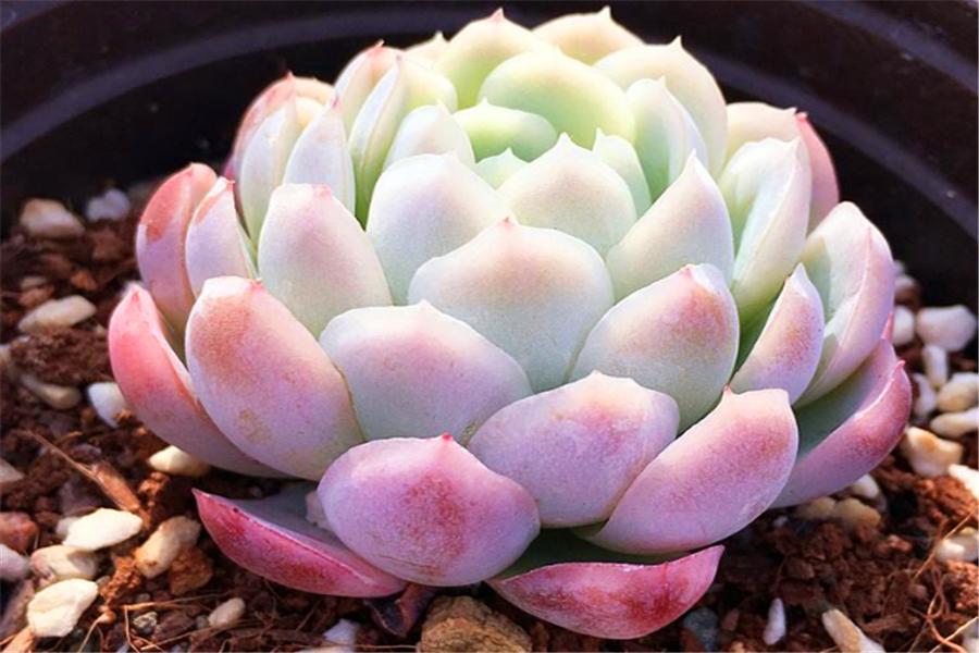 多肉冰梅怎么修成手捧型,把多肉养成像荷花一样