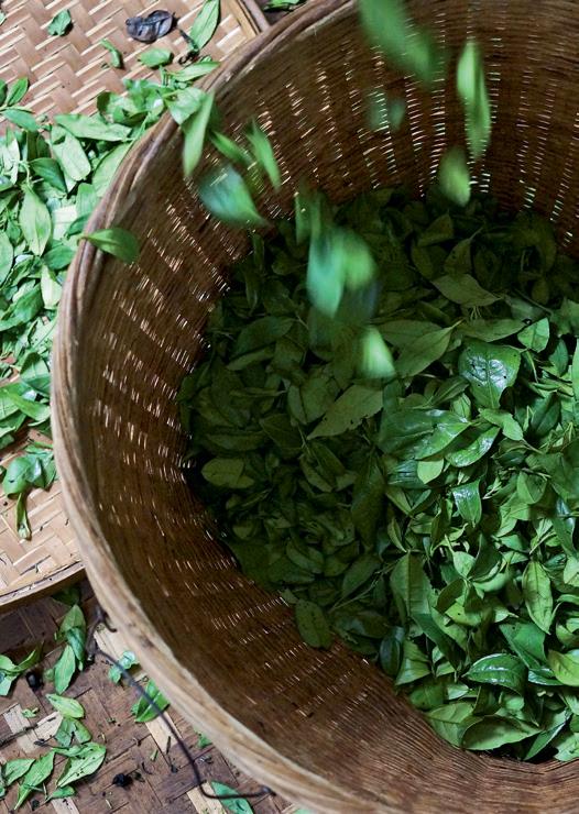 惠明茶叶的功效,惠明茶绿茶