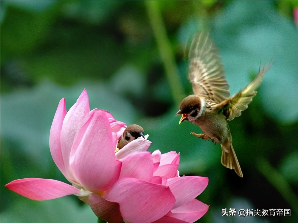 三年级语文第七单元易错点,三年级语文重点易错归纳总结练习