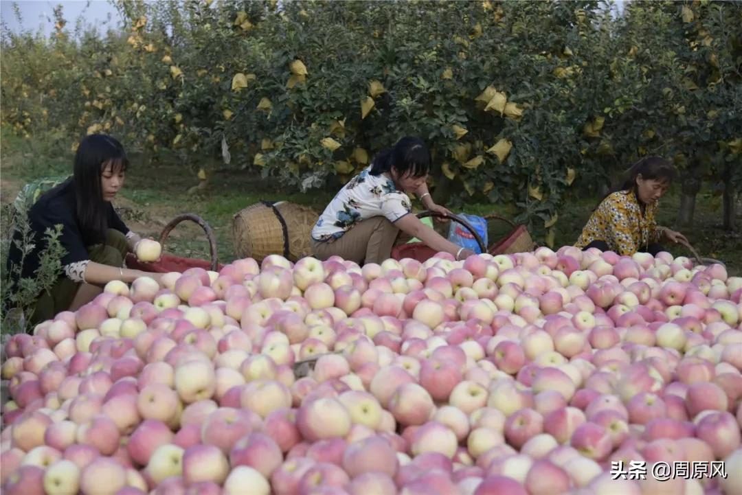 包苹果的女人,文/边丽萍