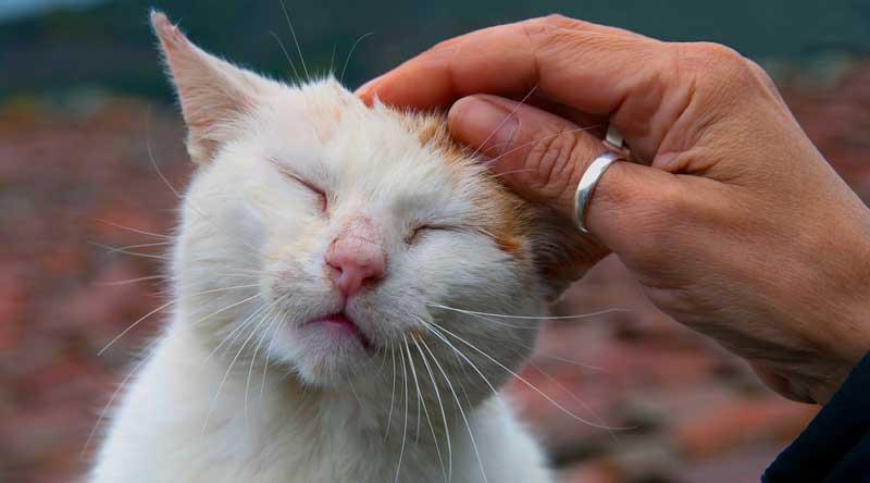 如果不小心踩到猫咪的脚了怎么办,不小心踩到猫咪怎么原谅